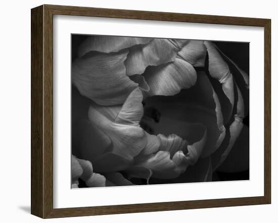 Black and White Tulip Close-Up-Magda Indigo-Framed Photographic Print