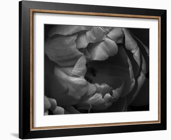 Black and White Tulip Close-Up-Magda Indigo-Framed Photographic Print