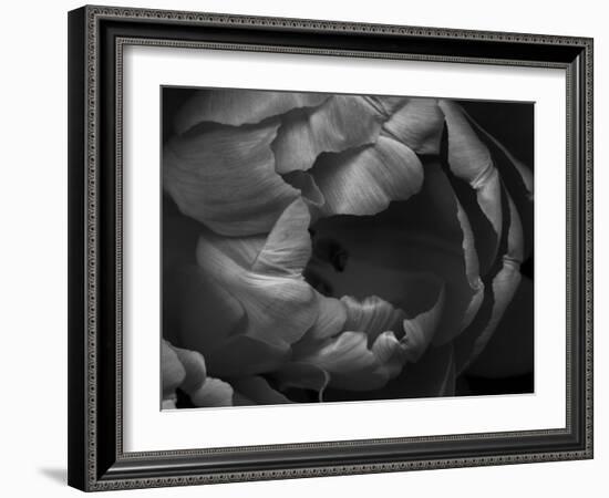 Black and White Tulip Close-Up-Magda Indigo-Framed Photographic Print