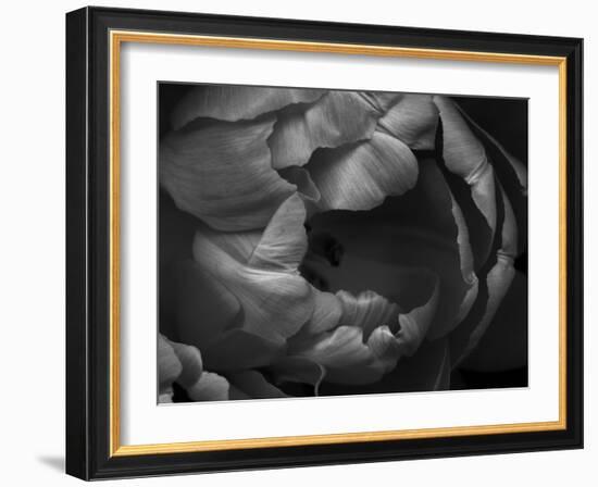 Black and White Tulip Close-Up-Magda Indigo-Framed Photographic Print