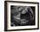 Black and White Tulip Close-Up-Magda Indigo-Framed Photographic Print