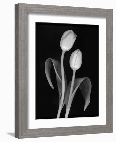 Black and White Tulip-Anna Miller-Framed Photographic Print