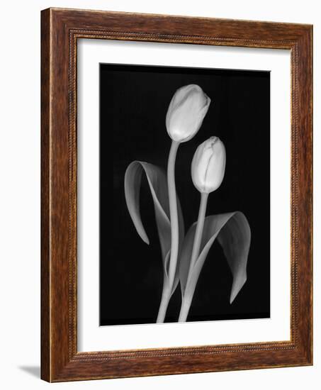 Black and White Tulip-Anna Miller-Framed Photographic Print