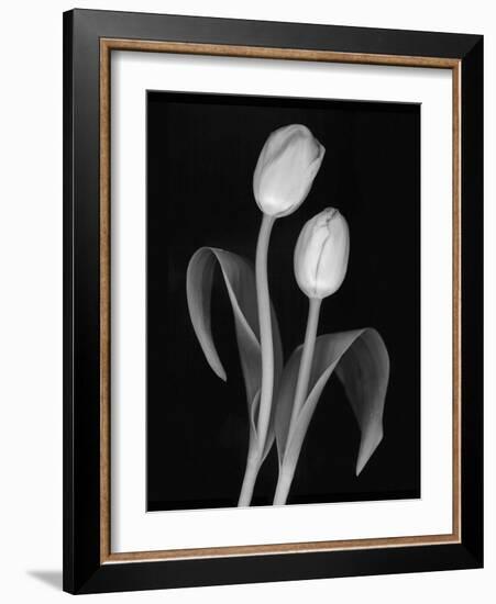 Black and White Tulip-Anna Miller-Framed Photographic Print