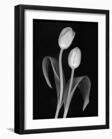 Black and White Tulip-Anna Miller-Framed Photographic Print