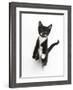 Black and White Tuxedo Kitten, Tuxie, Standing Up on Haunches and Looking Up with Raised Paws-Mark Taylor-Framed Photographic Print
