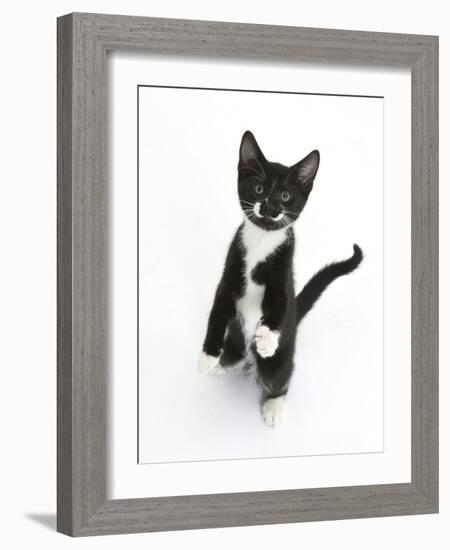 Black and White Tuxedo Kitten, Tuxie, Standing Up on Haunches and Looking Up with Raised Paws-Mark Taylor-Framed Photographic Print