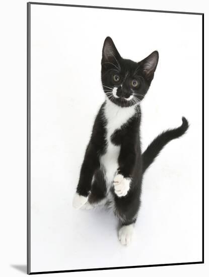 Black and White Tuxedo Kitten, Tuxie, Standing Up on Haunches and Looking Up with Raised Paws-Mark Taylor-Mounted Photographic Print