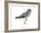 Black-And-White Warbler (Mniotilta Varia), Birds-Encyclopaedia Britannica-Framed Art Print