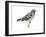 Black-And-White Warbler (Mniotilta Varia), Birds-Encyclopaedia Britannica-Framed Art Print