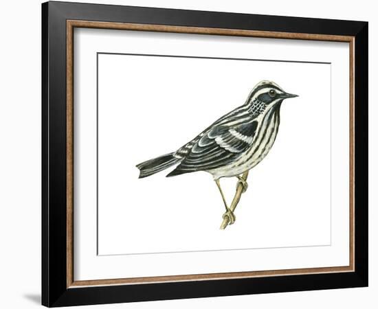 Black-And-White Warbler (Mniotilta Varia), Birds-Encyclopaedia Britannica-Framed Art Print