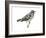 Black-And-White Warbler (Mniotilta Varia), Birds-Encyclopaedia Britannica-Framed Art Print