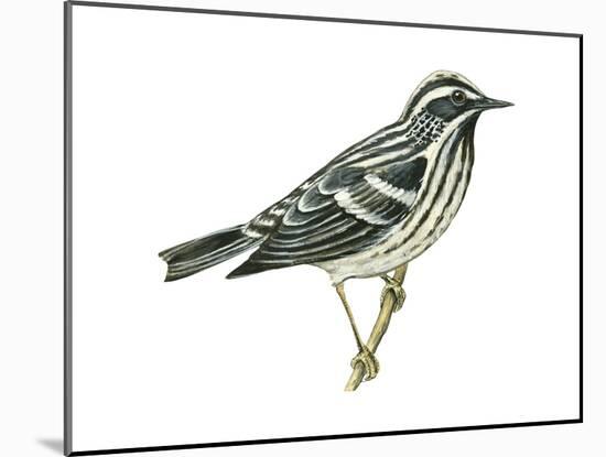 Black-And-White Warbler (Mniotilta Varia), Birds-Encyclopaedia Britannica-Mounted Art Print