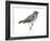 Black-And-White Warbler (Mniotilta Varia), Birds-Encyclopaedia Britannica-Framed Art Print