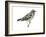 Black-And-White Warbler (Mniotilta Varia), Birds-Encyclopaedia Britannica-Framed Art Print