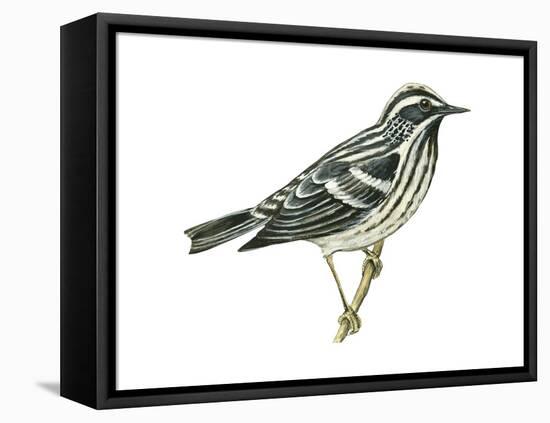 Black-And-White Warbler (Mniotilta Varia), Birds-Encyclopaedia Britannica-Framed Stretched Canvas