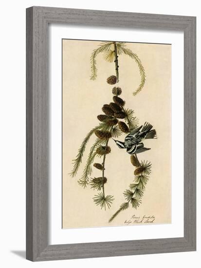 Black-And-White Warbler-John James Audubon-Framed Giclee Print