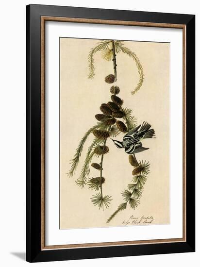 Black-And-White Warbler-John James Audubon-Framed Giclee Print