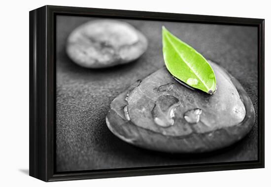 Black and White Zen Stones Submerged in Water with Color Accented Green Leaf-elenathewise-Framed Premier Image Canvas