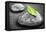 Black and White Zen Stones Submerged in Water with Color Accented Green Leaf-elenathewise-Framed Premier Image Canvas