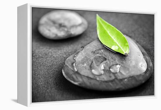Black and White Zen Stones Submerged in Water with Color Accented Green Leaf-elenathewise-Framed Premier Image Canvas