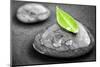 Black and White Zen Stones Submerged in Water with Color Accented Green Leaf-elenathewise-Mounted Photographic Print