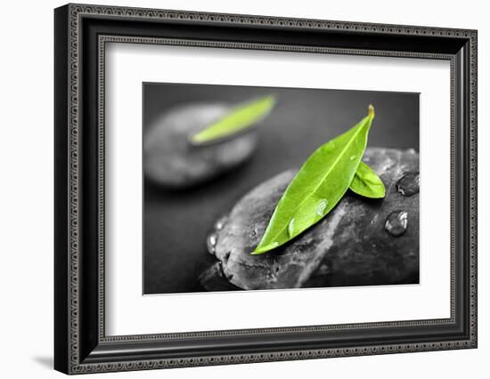 Black and White Zen Stones Submerged in Water with Color Accented Green Leaves-elenathewise-Framed Photographic Print