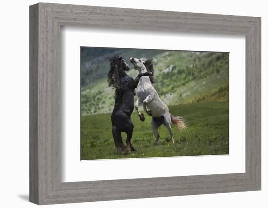 Black and White-Vedran Vidak-Framed Photographic Print