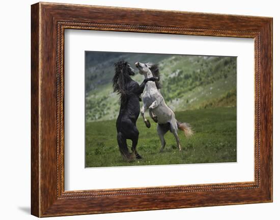 Black and White-Vedran Vidak-Framed Photographic Print