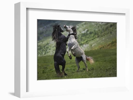 Black and White-Vedran Vidak-Framed Photographic Print