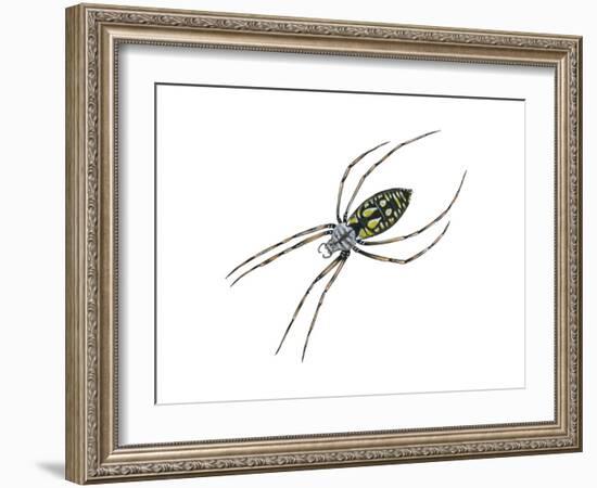 Black-And-Yellow Argiope (Argiope Aurantia), Spider, Arachnids-Encyclopaedia Britannica-Framed Art Print