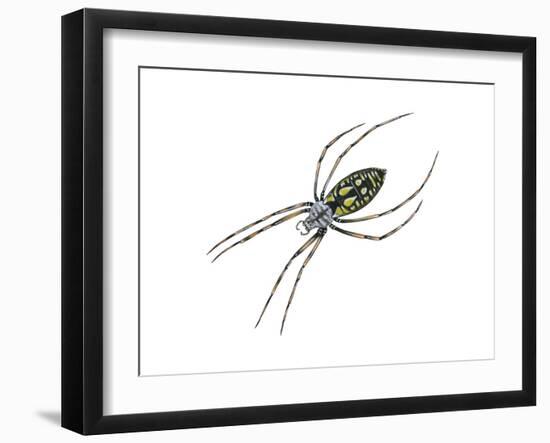 Black-And-Yellow Argiope (Argiope Aurantia), Spider, Arachnids-Encyclopaedia Britannica-Framed Art Print