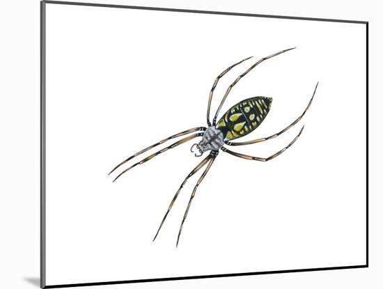 Black-And-Yellow Argiope (Argiope Aurantia), Spider, Arachnids-Encyclopaedia Britannica-Mounted Art Print