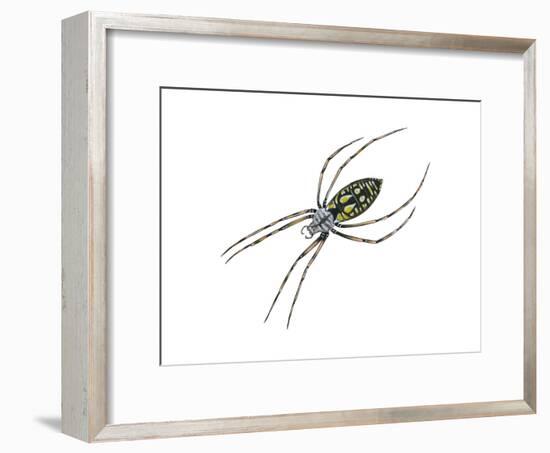 Black-And-Yellow Argiope (Argiope Aurantia), Spider, Arachnids-Encyclopaedia Britannica-Framed Art Print