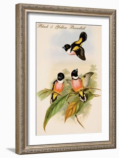 Black and Yellow Broadbill-John Gould-Framed Art Print