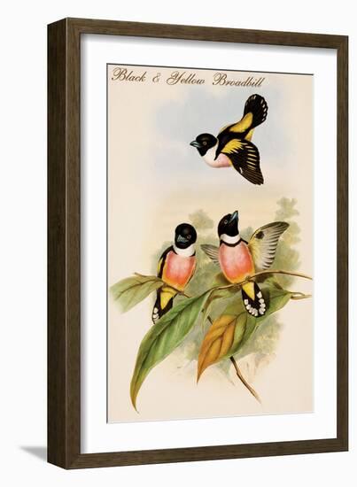 Black and Yellow Broadbill-John Gould-Framed Art Print