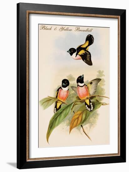 Black and Yellow Broadbill-John Gould-Framed Art Print