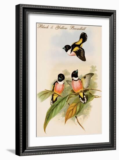 Black and Yellow Broadbill-John Gould-Framed Art Print