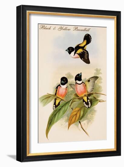 Black and Yellow Broadbill-John Gould-Framed Art Print