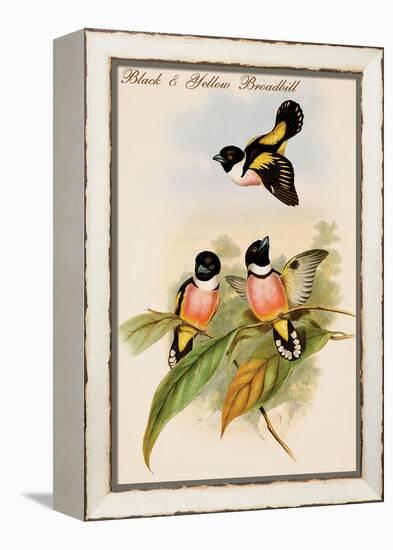 Black and Yellow Broadbill-John Gould-Framed Stretched Canvas