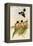 Black and Yellow Broadbill-John Gould-Framed Stretched Canvas