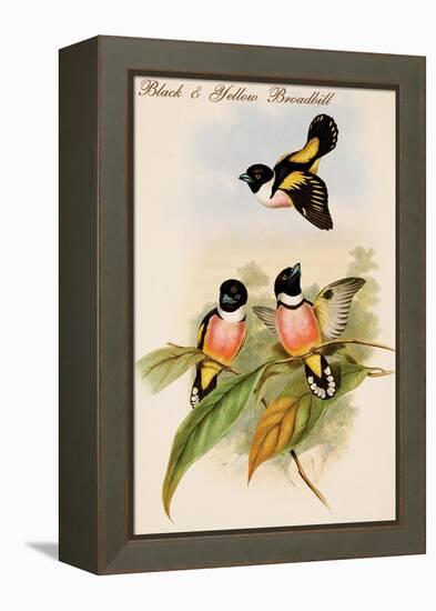 Black and Yellow Broadbill-John Gould-Framed Stretched Canvas