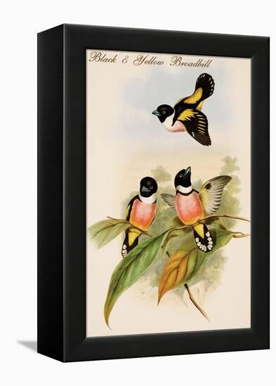 Black and Yellow Broadbill-John Gould-Framed Stretched Canvas