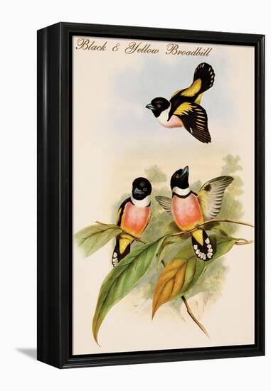 Black and Yellow Broadbill-John Gould-Framed Stretched Canvas