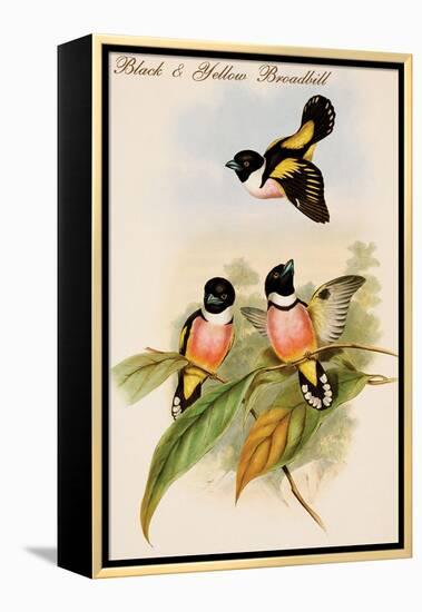 Black and Yellow Broadbill-John Gould-Framed Stretched Canvas