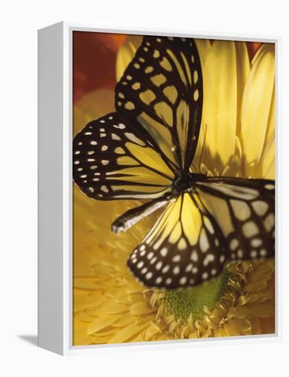 Black and Yellow Butterfly on Yellow Flower-null-Framed Premier Image Canvas