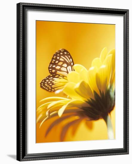 Black and Yellow Butterfly on Yellow Flower-null-Framed Photographic Print