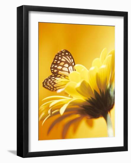 Black and Yellow Butterfly on Yellow Flower-null-Framed Photographic Print