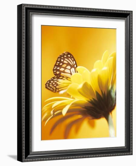 Black and Yellow Butterfly on Yellow Flower-null-Framed Photographic Print