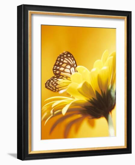 Black and Yellow Butterfly on Yellow Flower-null-Framed Photographic Print